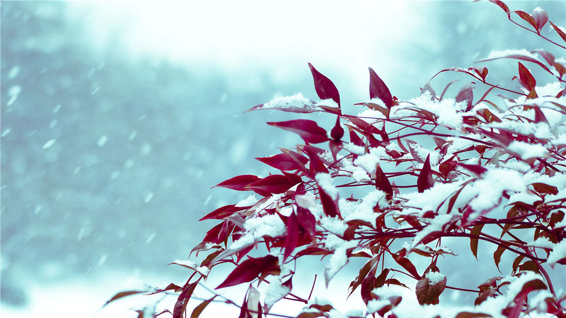X《聽(tīng)雪》.jpg